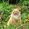 Furry Gardening Friends - Cat, Dog, Kitten