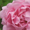 Fluffy Pink Rose
