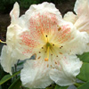 Cream Rhododendron Flower