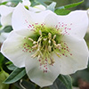 The Humble Hellebore