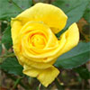 Yellow Rose Images