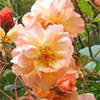 Climbing Rose Westerland