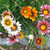 Gazanias