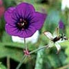 Hardy Geranium Plants