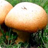 Ginger Mushroom