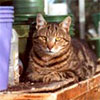 Glass-House Garden Cat