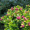 Escallonias
