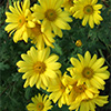Yellow Mums (Chrysanthemums)