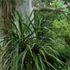 Cabbage Trees (Cordylines)