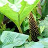 Gunnera by the Water