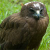 Harrier Hawk