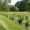 Hazelnut Trees Growing