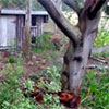 Wattle Tree by the Hen House