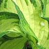 More Hostas