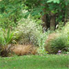 The Hump Garden