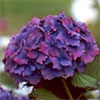 Hydrangea Flower