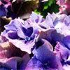Hydrangeas