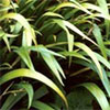 Iris Confusa