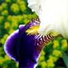 Big Bearded Irises