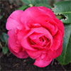 Camellia Flower Images