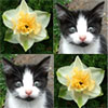 Daffodils and Kittens