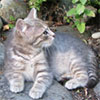 Kitten in the Woodshed