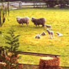 Spring Lambs