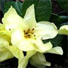 Chrysomanicum Rhododendron