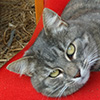 Cat Lounge in the Hay Barn