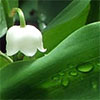 Lily of the Valley