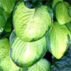 Lime Hosta Leaves