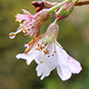 Memorial Cherry Blossom