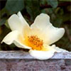 Mermaid Rose On a Garden Fence