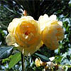 Molineux Rose