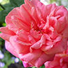 Monsieur Tillier Rose