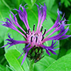 Centaurea Montana