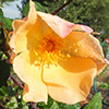 Roses in the Allotment Garden