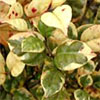 New Zealand Myrtle - Lophomyrtus