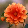 Orange Dahlia