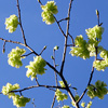 Golden Elm Tree Blossom