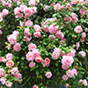Rose Alert!