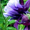 Aquilegias (Columbines)