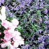 Catmint