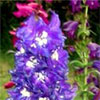 Delphiniums