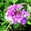 Purple Verbena