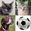 Pets Football World Cup 2022 Sweepstake