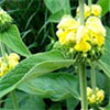 Phlomis