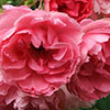 Pink Grootendorst Rose