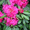 Pink Rhododendron