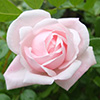 Pale Pink Rose Images